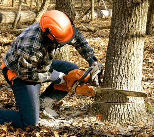 Tree Removal in Wycombe, PA